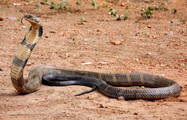 Egyptian Passion: Pyramid 2 ni tarjima bilan onlayn tomosha qiling