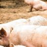 Ratusan Babi di Ende Mati Diserang Flu Babi Afrika