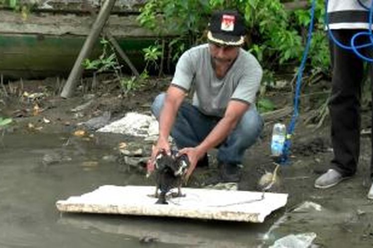 Warga desa Batu Pute, Kecamatan Malusetasi, Kabupaten Barru, saat memancing Buaya menggunakan Bebek.