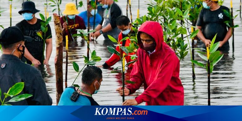 Pemuda Pegiat Mangrove Minta Beasiswa Kursus Ekspor, Jokowi Siapkan Tiket - Vimarsana News