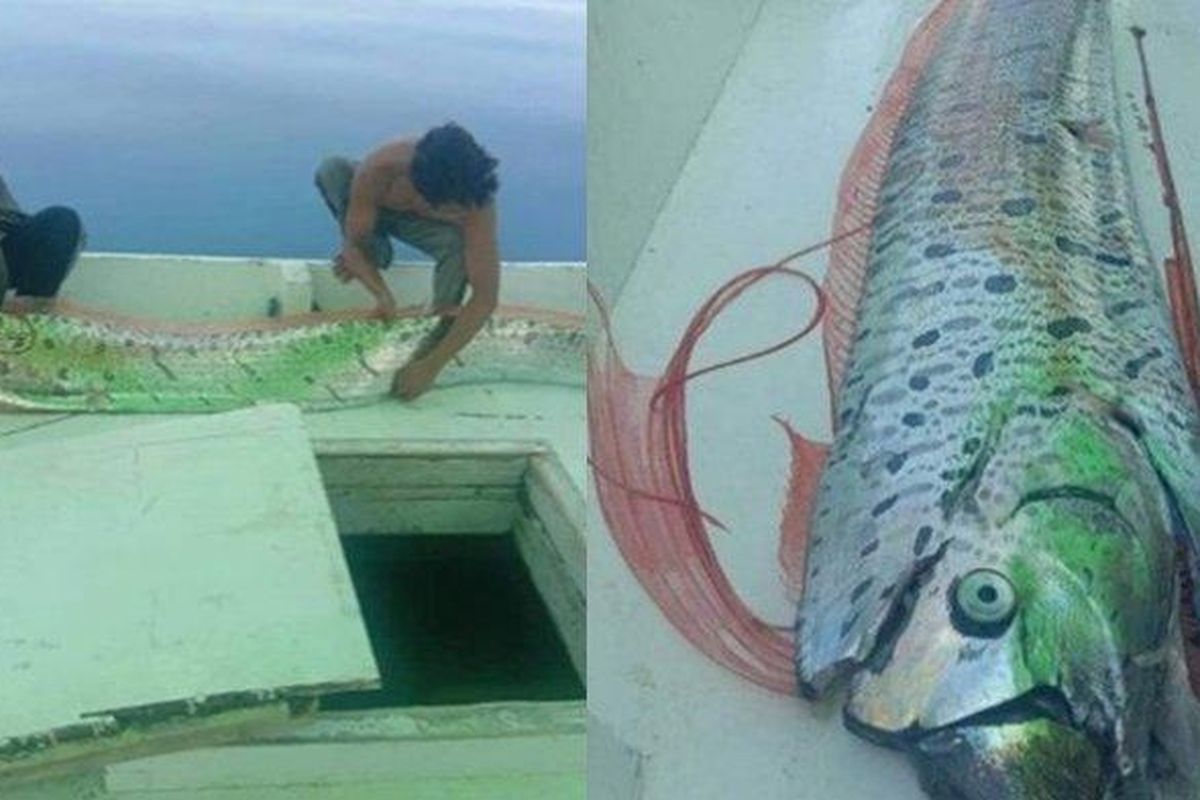 Oarfish yang muncul ke permukaan laut di Kepulauan Selayar, Sulawesi Selatan.