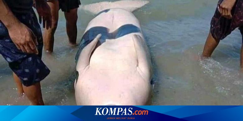 Seekor Dugong Terdampar di Pulau Kelang, Sempat Ditolong Warga, tetapi Akhirnya Mati - Vimarsana News