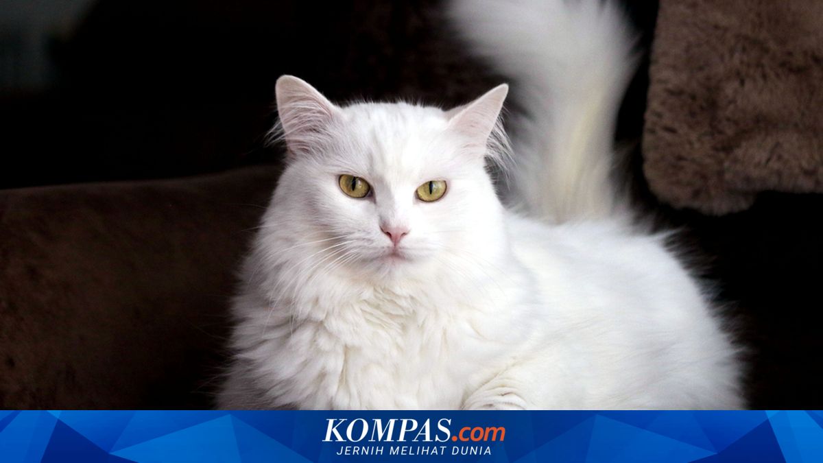 7 Ras Kucing Asal Asia yang Menarik untuk Dipelihara