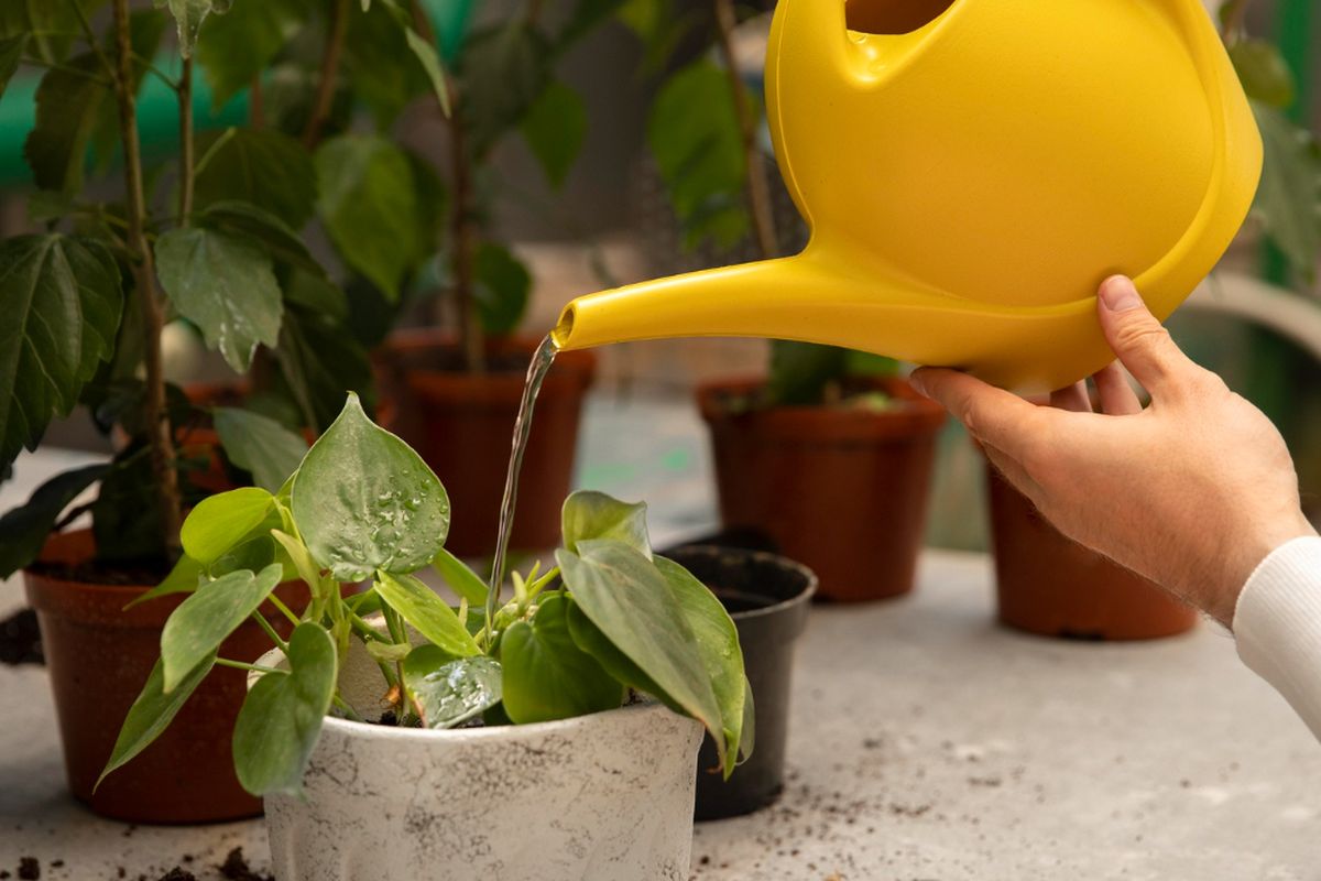 Ilustrasi menyiram tanaman di dalam pot menggunakan gembor