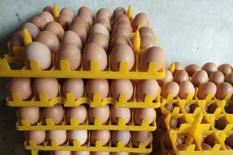 Foto Telur Ayam Infertil Dilarang Dijual Di Pasar Tak Layak Konsumsi