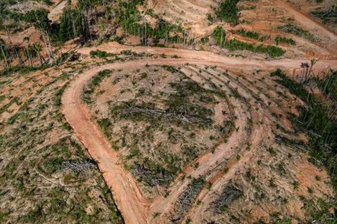 Investigasi Ungkap Perusahaan Korsel Bakar Hutan Papua untuk Perluasan Lahan Sawit
