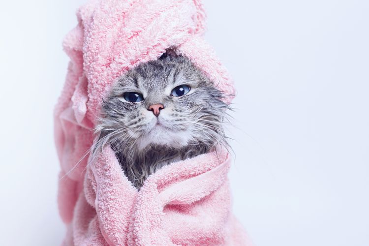 Ilustrasi kucing mandi, kucing