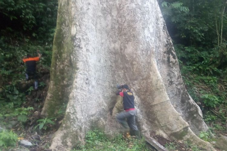 Petugas BKSDA Sumatera Barat mengukur pohon medang besar di hutan rakyat Nagari Koto Malintang, Kecamatan Tanjungraya, Kabupatem Agam, Kamis (20/8/2020). (ANTARA/Yusrizal.)