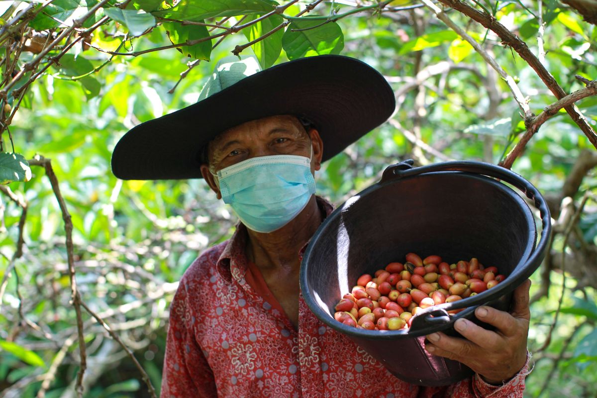 Arifin, petani kopi liberika Meranti di Kedaburapat, Rangsang Barat, Kepulauan Meranti, Riau, Minggu (14/2/2021). Kopi liberika salah satu tanaman yang dikembangkan warga untuk menjaga ekosistem lahan gambut.
