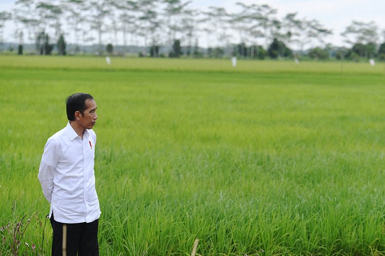 Presiden Joko Widodo meninjau lahan yang akan dijadikan 'Food Estate' atau lumbung pangan baru di Kapuas, Kalimantan Tengah, Kamis (9/7/2020). Pemerintah menyiapkan lumbung pangan nasional untuk mengantisipasi krisis pangan dunia.