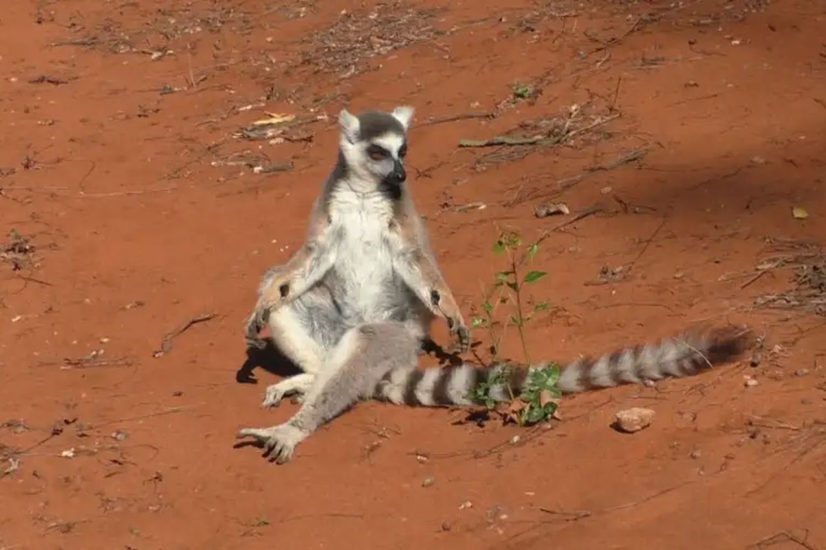 Pergelangan tangan lemur ekor cincin jantan (Lemur catta) mengeluarkan aroma manis yang berfungsi menarik perhatian betina.