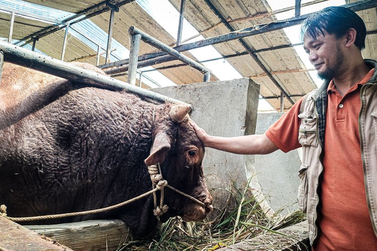 Menengok Kegagahan Tatang, Sapi 1,3 Ton Prabowo dari Kaki Gunung Burangrang Bandung Barat