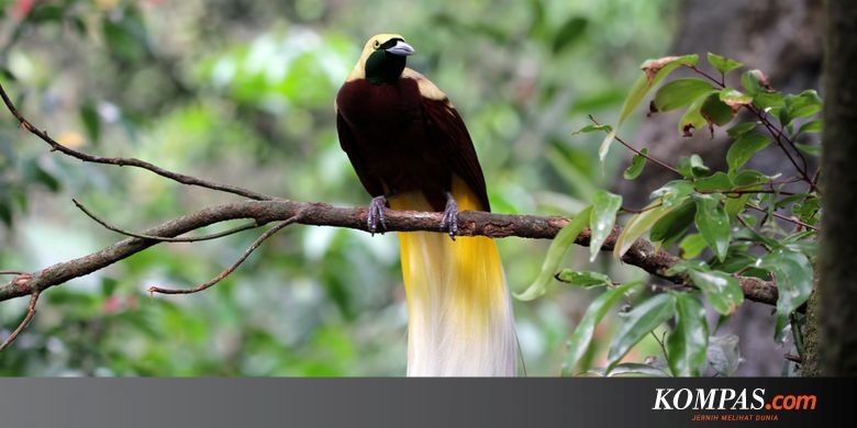 28++ Jenis burung ekor panjang di indonesia terupdate