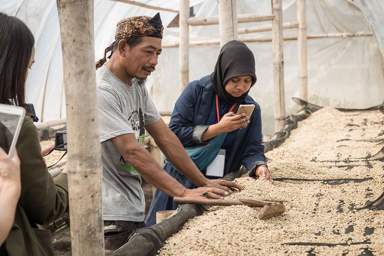 Proses pengeringan biji kopi