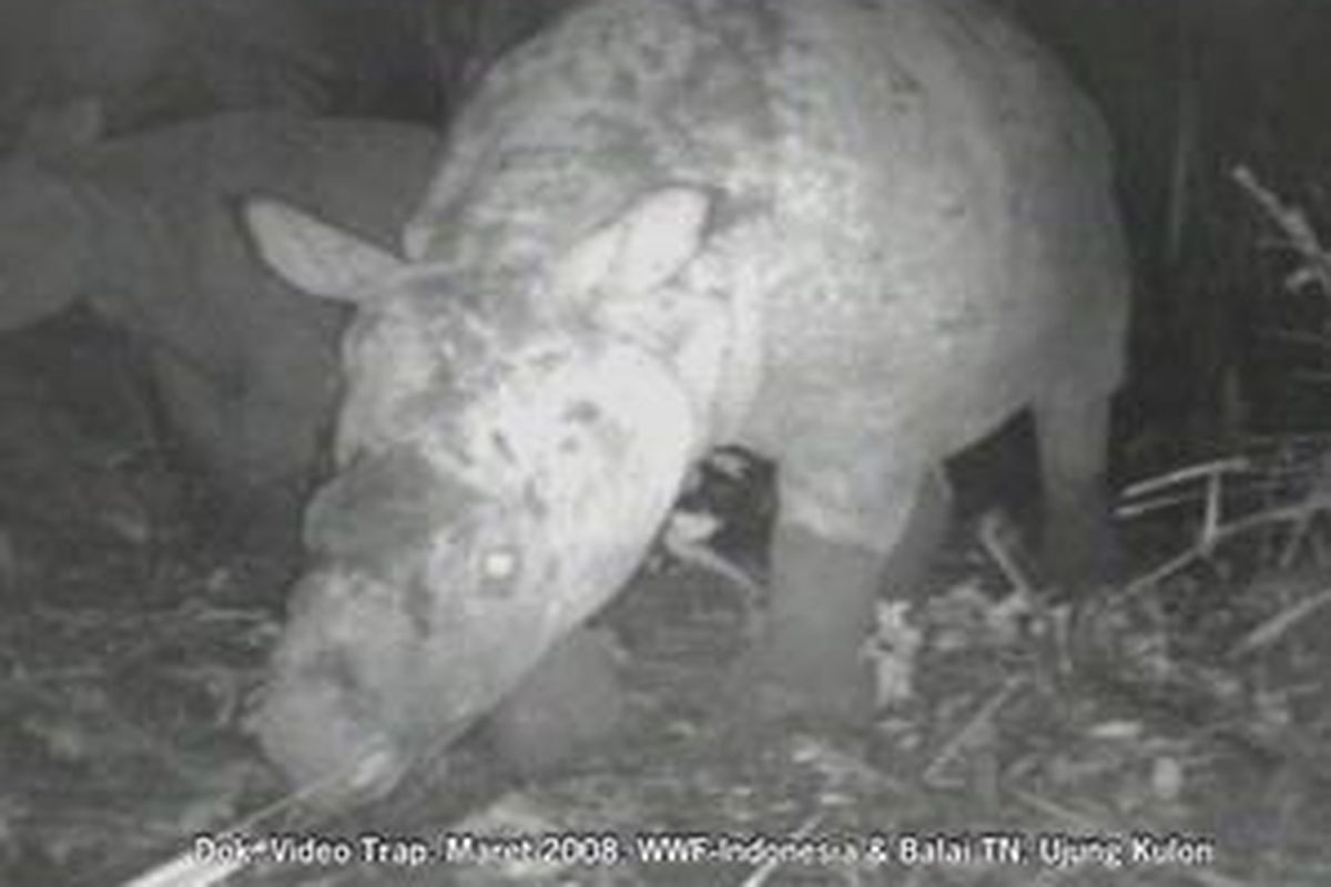 badak jawa tertangkap kamera