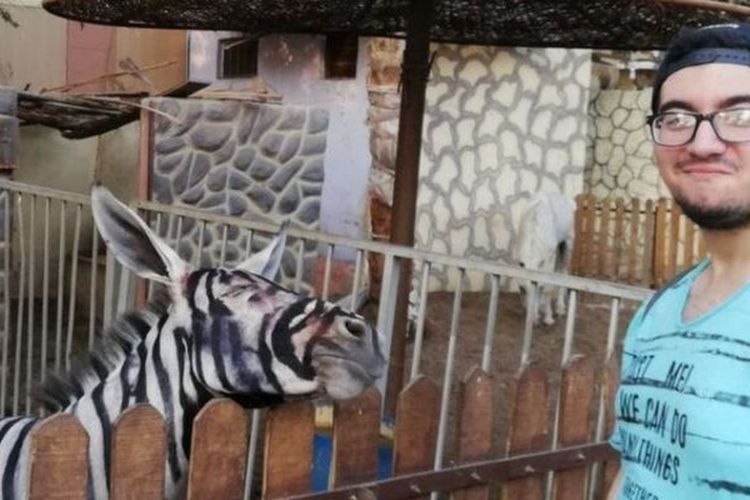 Foto seekor keledai yang dicat supaya mirip zebra di kebun binatang di Kairo, Mesir, ini menjadi viral. (Facebook/Mahmoud Sarhan)