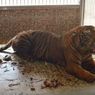 Harimau Berkaki Buntung Bakal Dilepasliarkan, Warga: Gimana Caranya Berburu? Lari Saja Susah