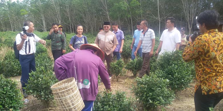 Warga memanen teh di Dusun Tayu, Jebus, Bangka Barat, Jumat (7/12/2018).