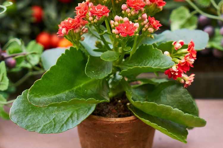 Ilustrasi pot terakota, pot tanaman terakota.