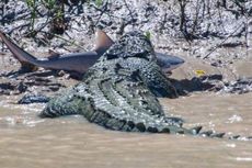 Buaya dan Ikan Hiu Bertarung sampai Mati di Australia