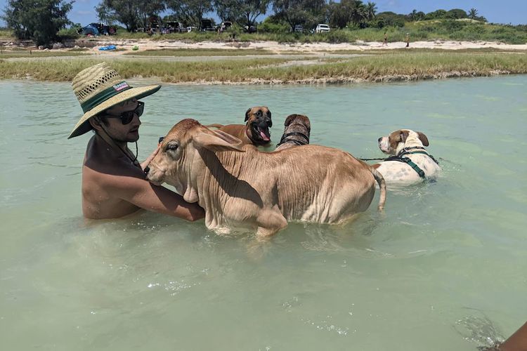 Peanut senang berenang dengan pemiliknya dan <a href='https://manado.tribunnews.com/tag/anjing' title='anjing'>anjing</a>-anjing lainnya.
