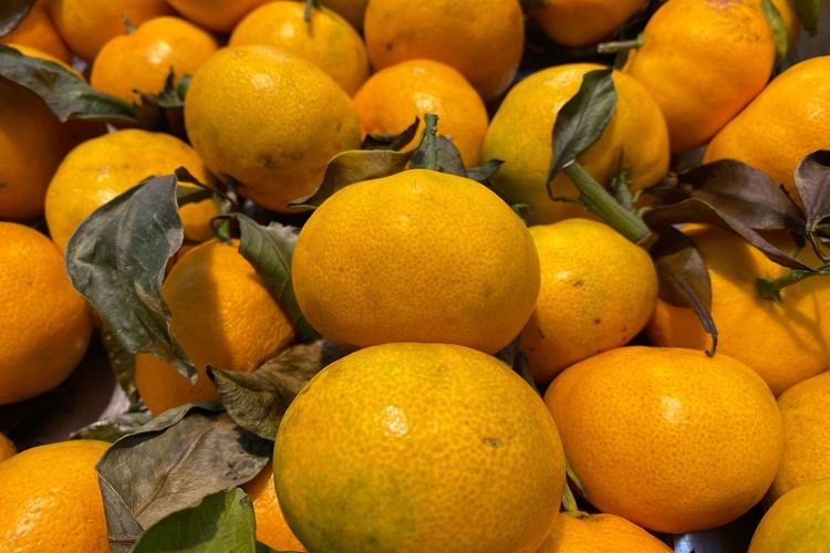 Ilustrasi jeruk baby pacitan.