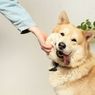 Hukum Memelihara Anjing dalam Islam, Benarkah Membuat Malaikat Tidak Masuk Rumah?