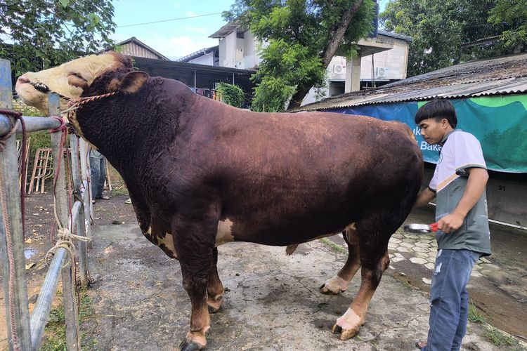 Ronggo, Sapi Berbobot 1,1 Ton Pilihan Presiden dari Pamekasan, Sering Dimanja Karena Penurut