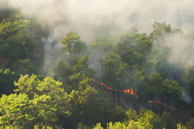 Ilustrasi bencana kabut asap kebakaran hutan