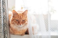 Cara Membaca Suasana Hati Kucing dari Bahasa Tubuhnya