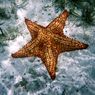 Apakah Bintang Laut Memiliki Mata dan di Mana Letaknya?