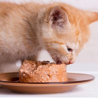 Kenapa kucing tidak suka makanan kering mungkin karena lebih menyukai makanan basah.