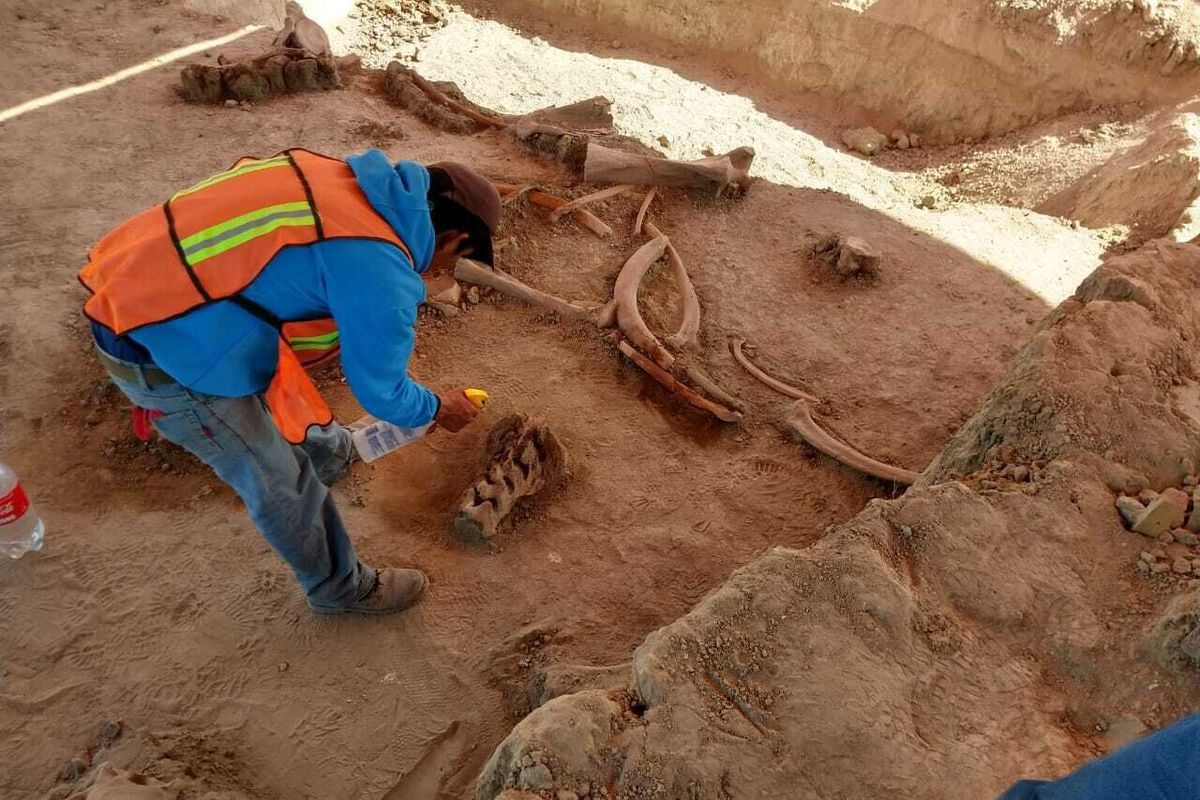 Fosil mammoth ditemukan di lokasi bandara baru yang sedang dibangun di utara Mexico City.