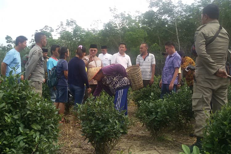 Kebun teh hijau di Dusun Tayu, Jebus, Bangka Barat, Jumat (7/12/2018).