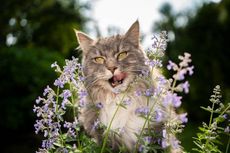 Dapat Memberi Efek Euforia, Apakah Tanaman Catnip Aman bagi Kucing?