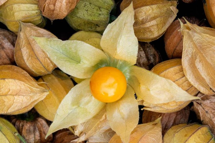 Daun ciplukan dapat direbus untuk menurunkan tekanan darah.