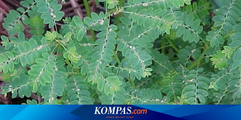 Memanfaatkan Daun Meniran Untuk Obat Alami Halaman All Kompas Com