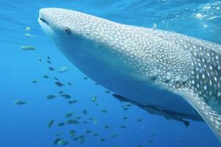 Gurano Bintang merupakan bahasa lokal masyarakat Taman Nasional Teluk Cenderawasih yang artinya Hiu Paus atau Whale Shark.