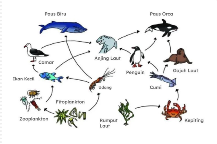 Soal TKA Biologi SMA 2025