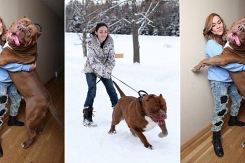 Wanita Ini Pelihara Anjing Pit Bull Seberat 76 Kilogram!
