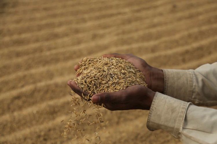 Seorang buruh India mengeringkan tanaman padi di pinggiran Jammu, India, Jumat, 11 Desember 2020. 