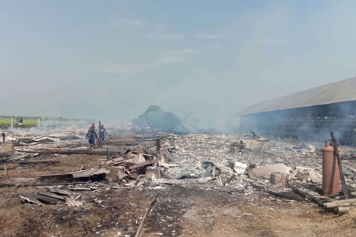 Dua dari total empat ekor kandang ayam yang habis dilalap api pada Kamis (15/9/2022) di Desa Karangsegar, Pebayuran, Kabupaten Bekasi. Akibat musibah tersebut, sebanyak kurang lebih 4.000 bibit anak ayam ikut hangus terbakar.
