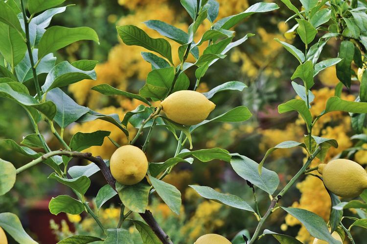 Ilustrasi tanaman lemon, pohon lemon. 