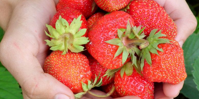 Do you want to be a strawberry farmer with a wage of IDR 1 billion in Australia?  This is the condition … Page all