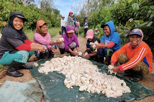 Maluku Bakal Punya Pertanian Kakao Komersial Berkelanjutan