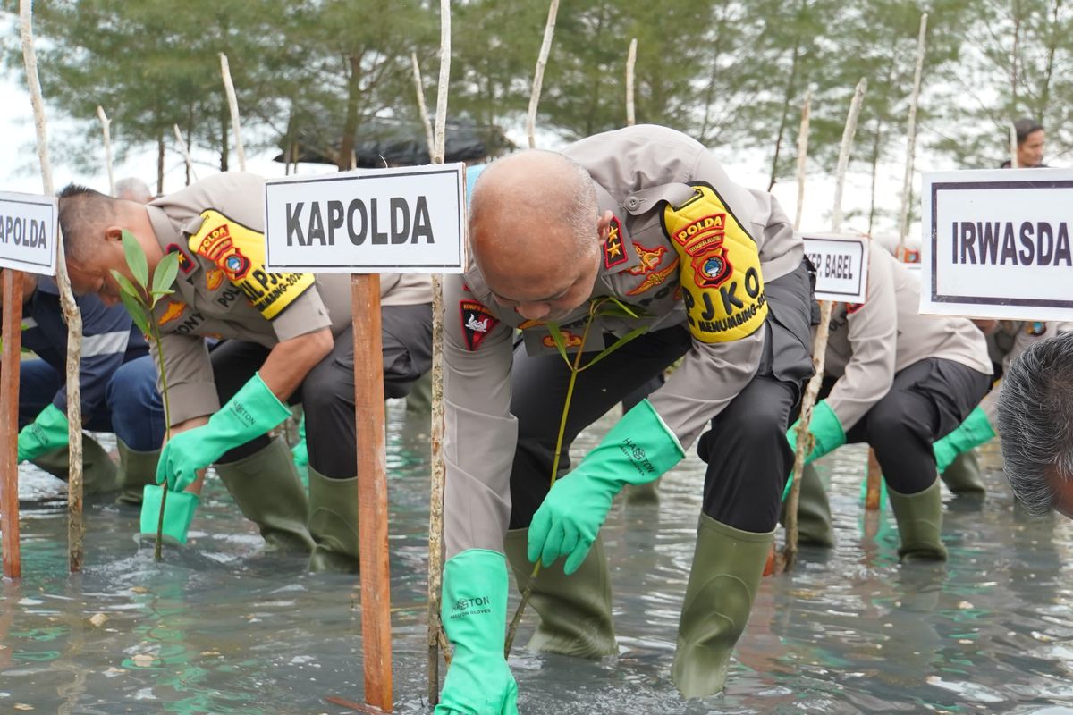 Penanaman mangrove di Desa Baskara Bakti, Bangka Tengah, Jumat (15/11/2024).