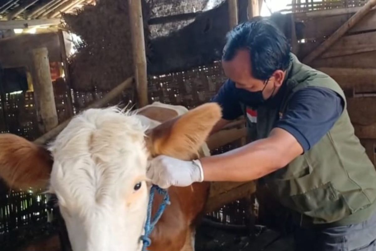 Proses vaksinasi sapi untuk mecegah penyakit mulut dan kuku (PMK) di Kabupaten Sragen, Jawa Tengah (Jateng), pada Selasa (7/1/2024).