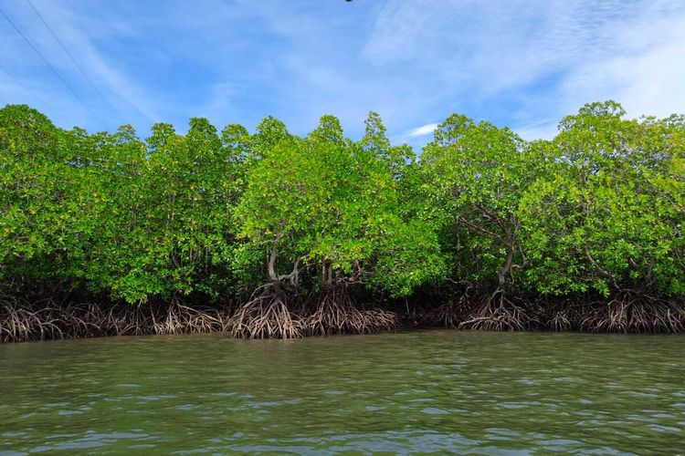 Tanaman mangrove di Kabupaten Gorontalo Utara mulai tumbuh dewasa. di daerah ini sepanjang pesisirnya banyak ditumbuhi mangrove