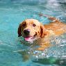 Tidak Semua Anjing Bisa Berenang