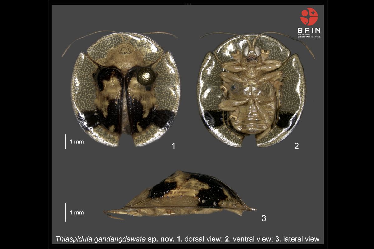 Salah satu temuan spesies baru kumbang kura-kura dari genus Thlaspidula yang diberinama Thlaspidula gandangdewata di Sulawesi oleh tim peneliti BRIN. 
